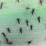 Zika bedreiging Olympische Spelen?